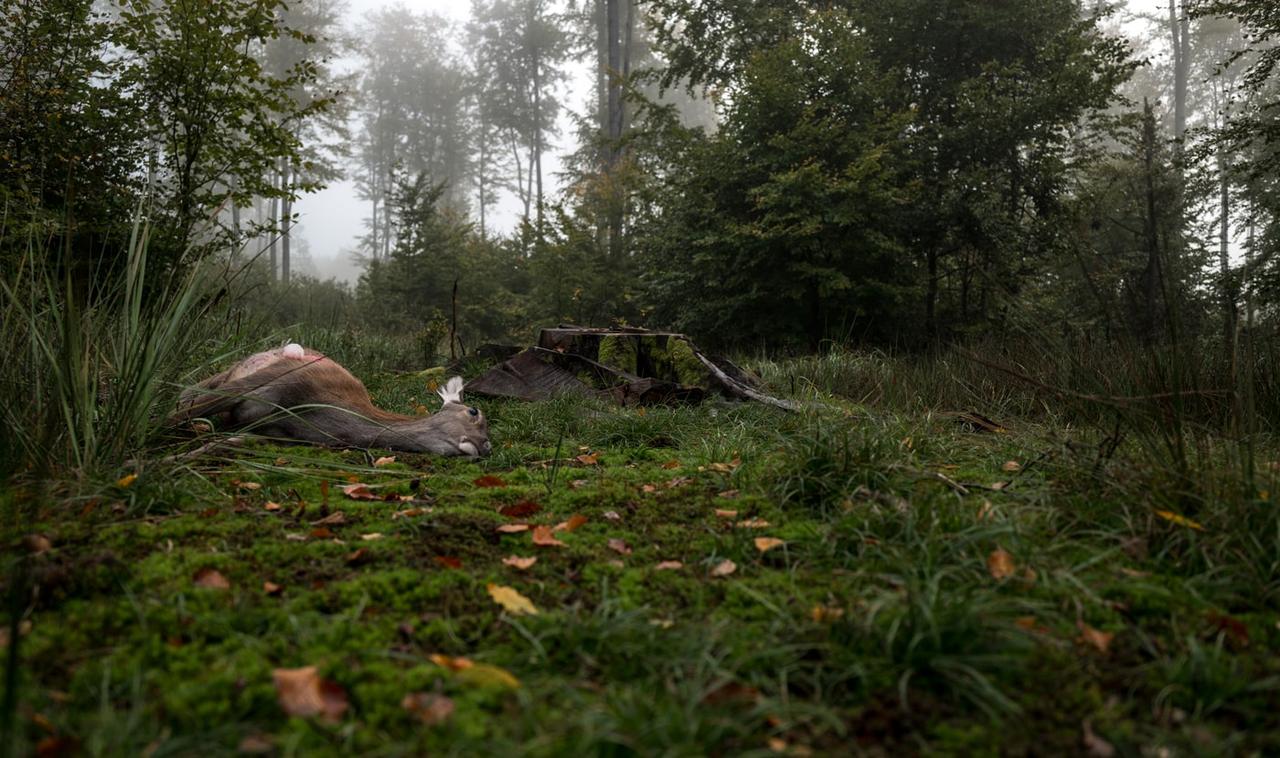 Erlegtes Rotkalb mit RWS 6,5 Creedmoor Erlegtes Rotkalb mit RWS 6,5 Creedmoor im Wald
