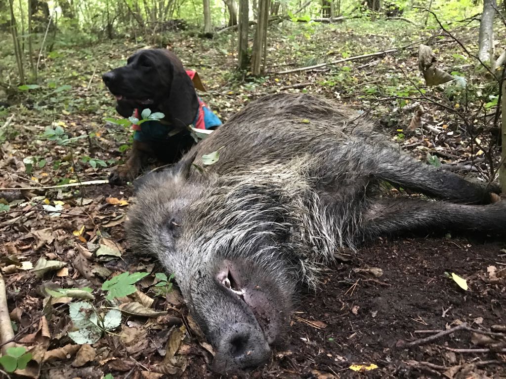 Erlegtes Wildschwein im Wald