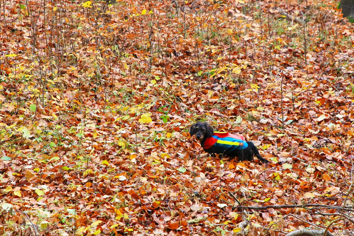 Dachshund at driven hunt in the forest with lots of leaves