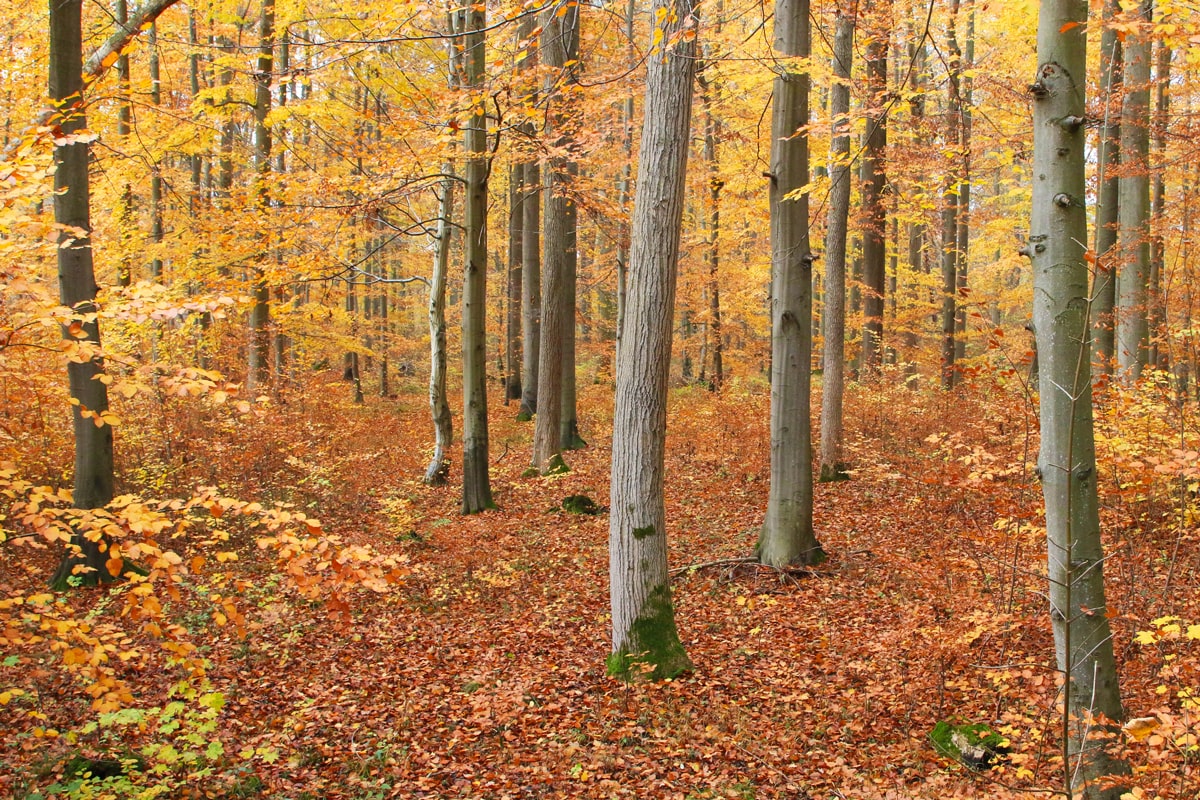 Herbstwald im viel Laub 