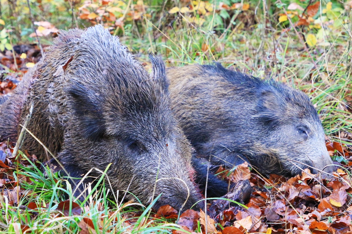 Two killed wild boars in the forest 