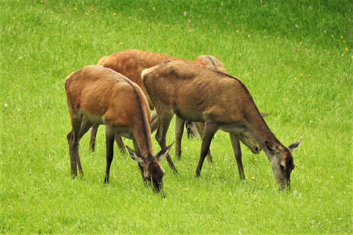 Two antlerless deer