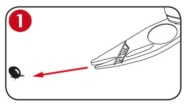 Anleitung Schritt 1 zum Enfernen eine Zecke mit dem im RWS Taschenmesser verfügbaren Tool 